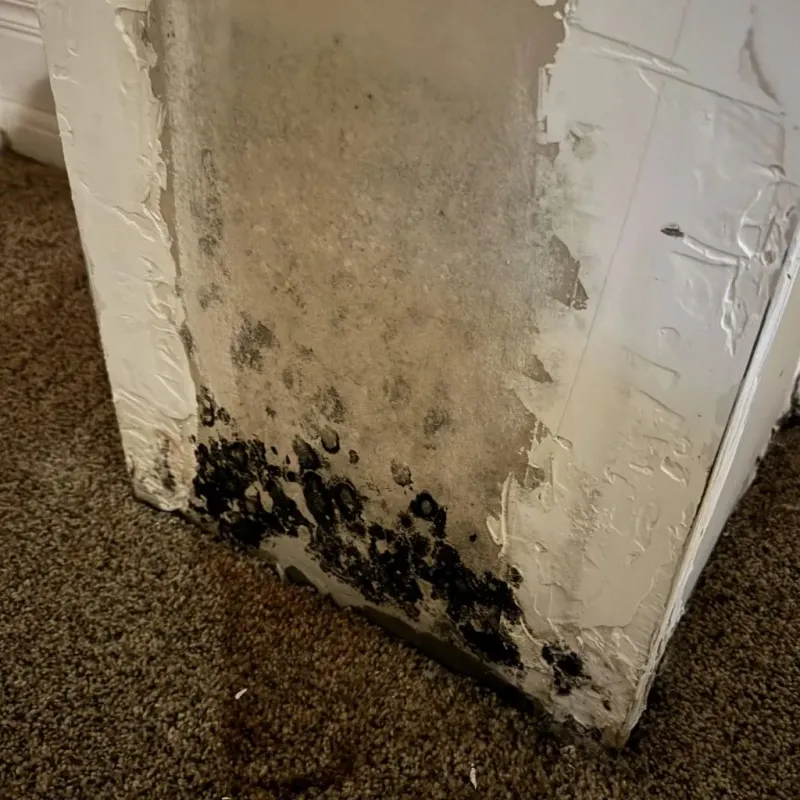 Professional Mold Removal in Hillsboro, WI